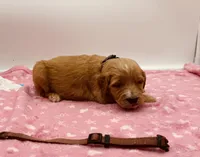 Georgette Brown Collar GD, a female Goldendoodle for sale in Carrollton, GA – 1 of 3