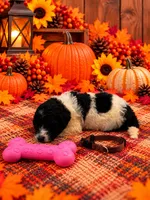 Piper - Brown Collar, a female Pyredoodle for sale in Carrollton, GA – 2 of 3