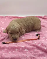 Willie Nelson Orange Collar GD, a male Goldendoodle for sale in Carrollton, GA – Photo 2 of 3