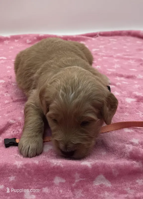 Willie Nelson Orange Collar GD – Goldendoodle puppy for sale in Carrollton, GA