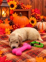 Penny - Green Collar, a female Pyredoodle for sale in Carrollton, GA – 2 of 3