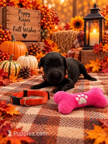 Zoey - Orange Collar F1b GD – Goldendoodle puppy for sale in Carrollton, GA
