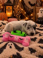 Whiskey - Green Collar, a female Australian Cattle Dog for sale in Carrollton, GA – 2 of 3