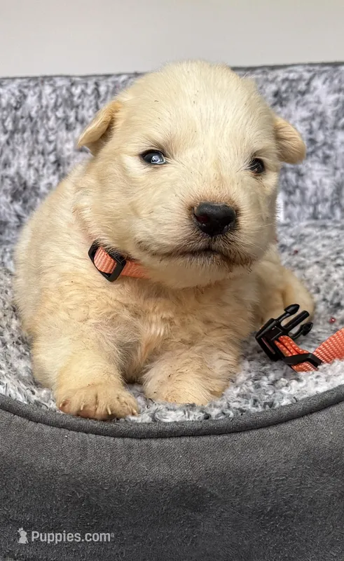 Diesel orange collar GP – Great Pyrenees puppy for sale in Carrollton, GA