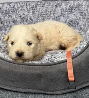 Diesel orange collar GP, a male Great Pyrenees for sale in Carrollton, GA – Photo 2 of 3