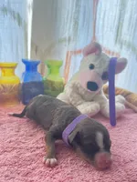 Twix MAD, a female Miniature Aussiedoodle for sale in Carrollton, GA – Photo 3 of 6