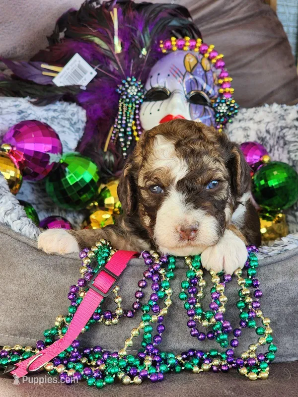 Twix MAD, a female Miniature Aussiedoodle for sale in Carrollton, GA – Photo 1 of 6