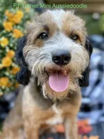 Twix MAD, a female Miniature Aussiedoodle for sale in Carrollton, GA – Photo 6 of 6