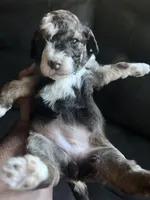 Twix MAD, a female Miniature Aussiedoodle for sale in Carrollton, GA – Photo 2 of 6