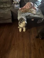 Stormie , a female Aussiedoodle for sale in Carrollton, GA – Photo 4 of 7