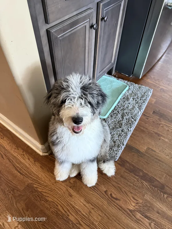 Stormie  – Aussiedoodle puppy for sale in Carrollton, GA