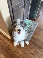 Stormie , a female Aussiedoodle for sale in Carrollton, GA – Photo 1 of 7