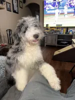 Stormie , a female Aussiedoodle for sale in Carrollton, GA – Photo 2 of 7