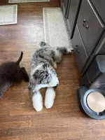 Stormie , a female Aussiedoodle for sale in Carrollton, GA – Photo 6 of 7