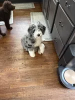 Stormie , a female Aussiedoodle for sale in Carrollton, GA – Photo 5 of 7