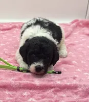 Zoey Green Collar Poo, a female Poodle - Multi-Colored Standard for sale in Carrollton, GA – Photo 1 of 3