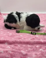 Zoey Green Collar Poo, a female Poodle - Multi-Colored Standard for sale in Carrollton, GA – Photo 2 of 3