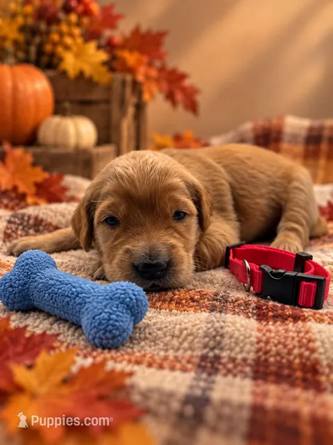 Marty - Red Collar GR – Golden Retriever puppy for sale in Carrollton, GA