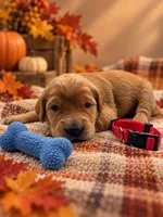 Marty - Red Collar GR, a male Golden Retriever for sale in Carrollton, GA – 1 of 3