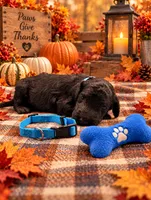 Bentley - Blue Collar F1b GD, a male Goldendoodle for sale in Carrollton, GA – 2 of 3