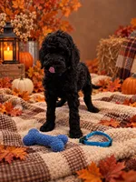 Bentley - Blue Collar F1b GD, a male Goldendoodle for sale in Carrollton, GA – 5 of 5