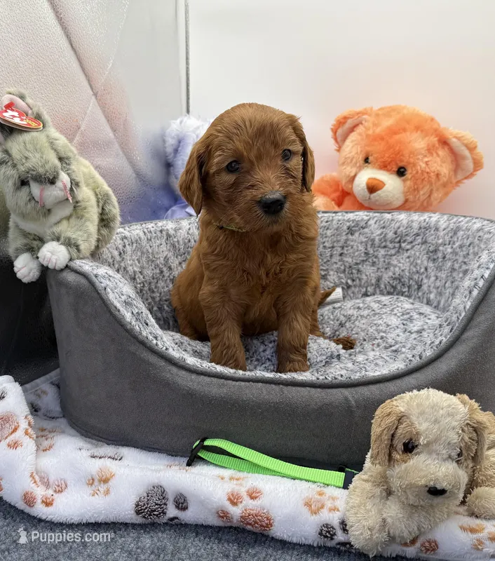 Dixie Green Collar GD – Goldendoodle puppy for sale in Carrollton, GA