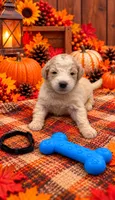 Buddy - Black Collar, a male Pyredoodle for sale in Carrollton, GA – 1 of 2
