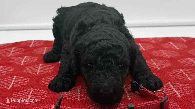 Buddy Red Collar Chocolate/White