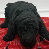 Buddy Red Collar Chocolate/White, a male Goldendoodle for sale in Carrollton, GA – Photo 1 of 5