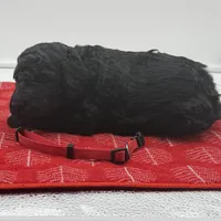 Buddy Red Collar Chocolate/White, a male Goldendoodle for sale in Carrollton, GA – Photo 3 of 5