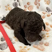 Buddy Red Collar Chocolate/White, a male Goldendoodle for sale in Carrollton, GA – Photo 4 of 5