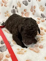 Buddy Red Collar Chocolate/White, a male Goldendoodle for sale in Carrollton, GA – Photo 1 of 3