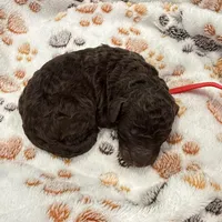 Buddy Red Collar Chocolate/White, a male Goldendoodle for sale in Carrollton, GA – Photo 5 of 5