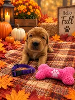 Michelle - Purple Collar GR, a female Golden Retriever for sale in Carrollton, GA – 2 of 3
