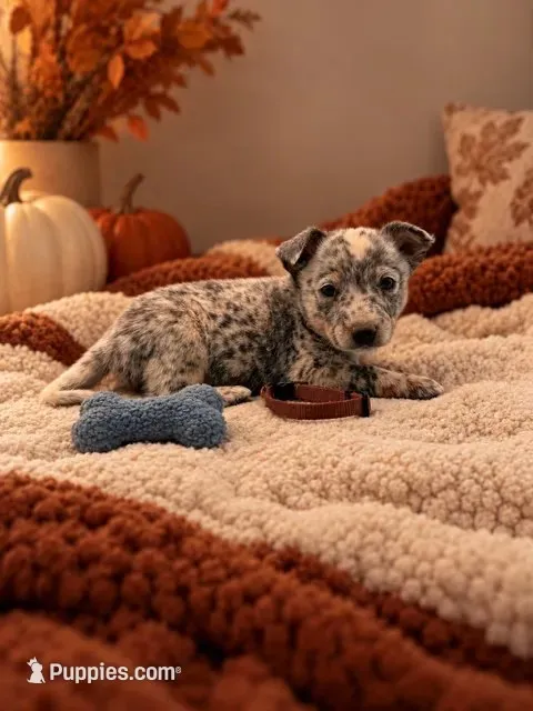 Gunner - Brown Collar – Australian Cattle Dog puppy for sale in Carrollton, GA