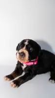 Bell AD Tuxedo, a female Aussiedoodle for sale in Carrollton, GA – Photo 1 of 7