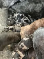 Bell AD Tuxedo, a female Aussiedoodle for sale in Carrollton, GA – Photo 7 of 7