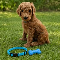 Hank Blue Collar AKC , a male Poodle - Standard  for sale in Carrollton, GA – 2 of 3