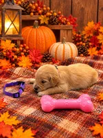 Missy - Purple Collar, a female Golden Retriever for sale in Carrollton, GA – 2 of 3