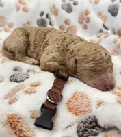 Beaux Brown Collar GD, a male Goldendoodle for sale in Carrollton, GA – Photo 1 of 3