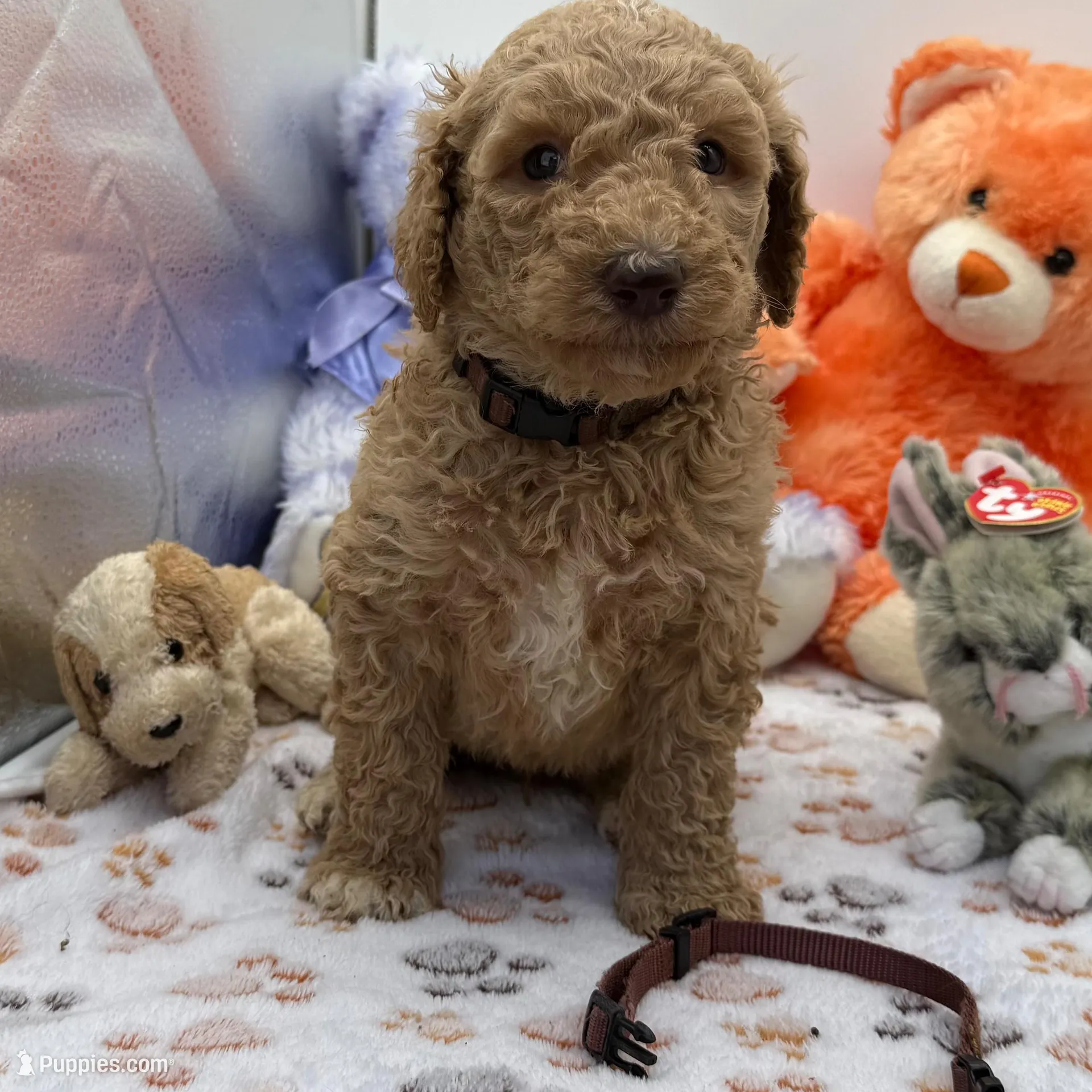 Beaux Brown Collar GD – Goldendoodle puppy for sale in Carrollton, GA