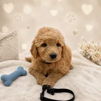 Samson Black Collar GD, a male Goldendoodle for sale in Carrollton, GA – 1 of 2