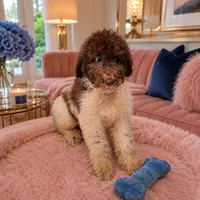 Hershey Blue Collar , a male Poodle - Multi-Colored Standard for sale in Carrollton, GA – 1 of 4
