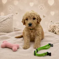 Paisley Green Collar GD, a female Goldendoodle for sale in Carrollton, GA – 1 of 2