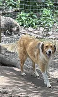 Hazel, a female Great Pyrenees for sale in Carrollton, GA – 2 of 5