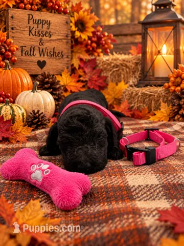 Angel - Pink Collar F1b GD – Goldendoodle puppy for sale in Carrollton, GA
