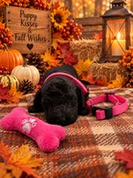 Angel - Pink Collar F1b GD, a female Goldendoodle for sale in Carrollton, GA – 1 of 3