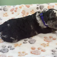 Cookie Purple Collar mad, a female Miniature Aussiedoodle for sale in Carrollton, GA – Photo 5 of 5