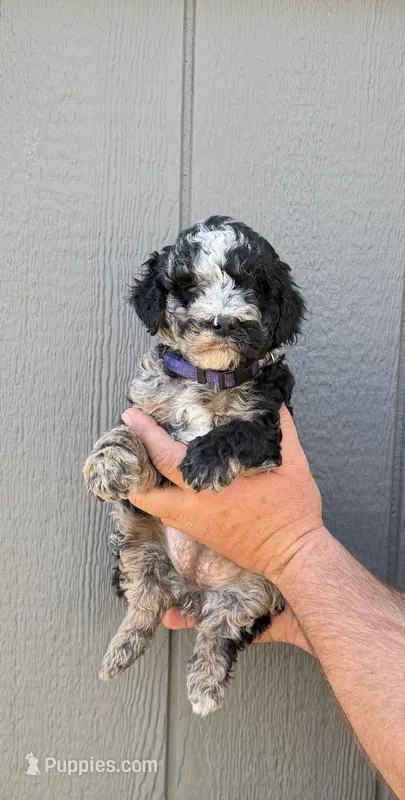 Cookie Purple Collar mad – Miniature Aussiedoodle puppy for sale in Carrollton, GA