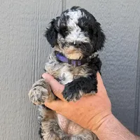 Cookie Purple Collar mad, a female Miniature Aussiedoodle for sale in Carrollton, GA – Photo 1 of 5